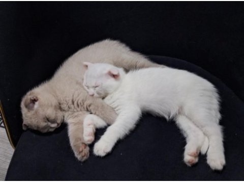Scottish fold ve british shorthair yavru beyaz ve lilac