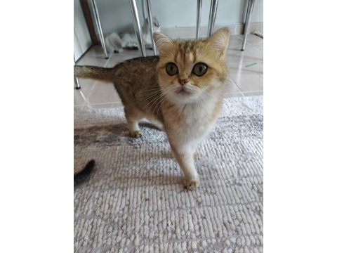 Golden british shorthair kısır kedi ücretsiz