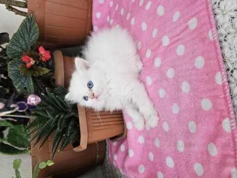 British longhair yavrular