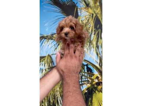 Minyatür maltipoo bebekler