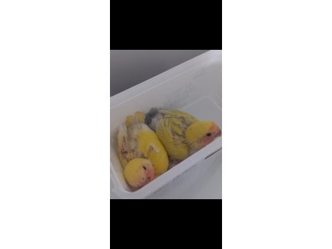 El besleme uysal ısırmaz bebek sevda papağanı yavrusu