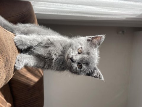 Tam orjinal british shorthair