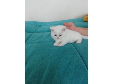 British shorthair yavrular