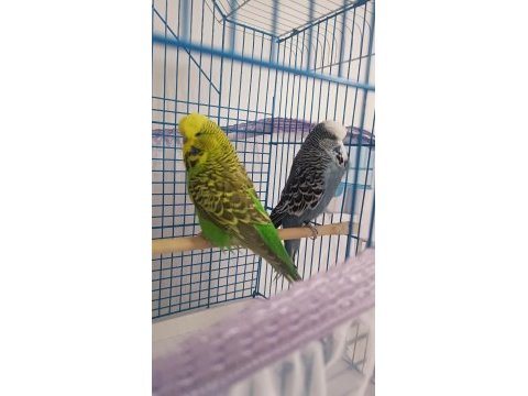 Çift muhabbet kuşu yavru alındı