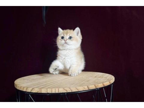 Dişi ve erkek british shorthair bebeklerim