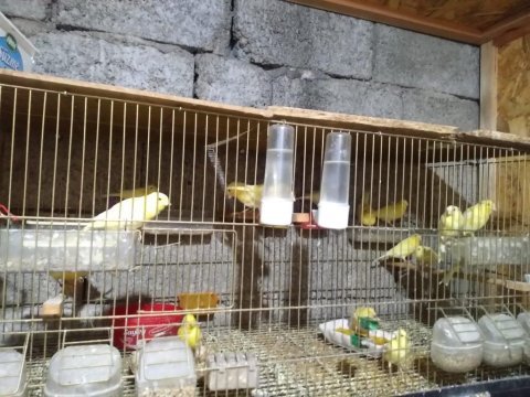 Kayseri harz roller kanarya