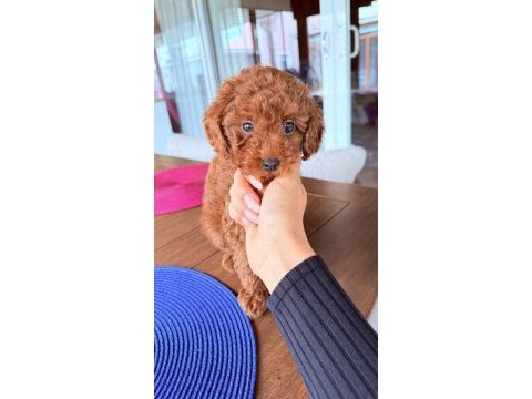 Sağlıklı 3 aylık toy poodle