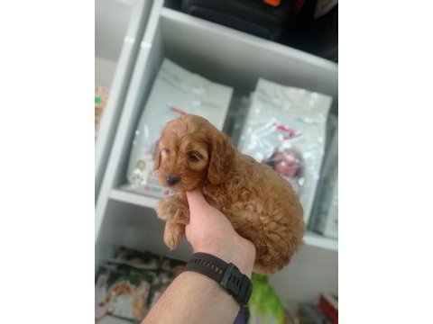2,5 aylık erkek cockapoo