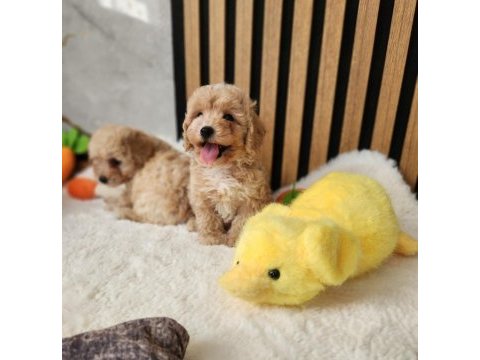 Maltipoo  yavrularımız 