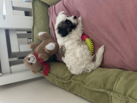 Alerjim sebebiyle minik bebek köpeğimiz yuva arıyor acil