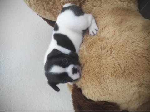 2 yavru french bulldog