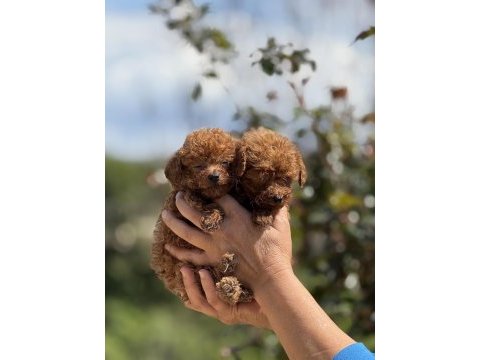 Aşılı çiş eğitimli teacup toy poodle 