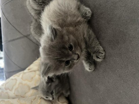 British longhair yavrular