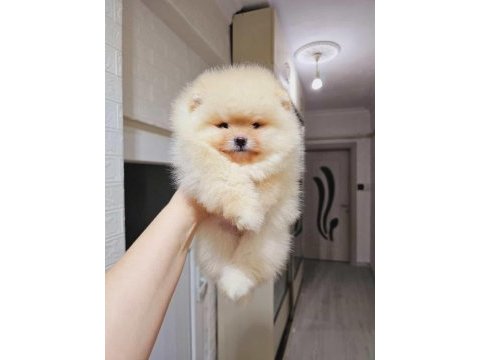 Pomeranian boo beneklerimiz