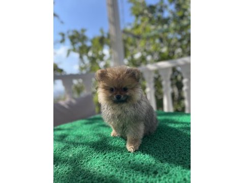 3 aylık pomeranian bebekler