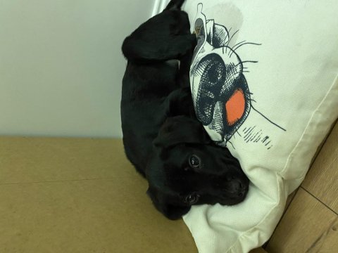 Yavru safkan erkek labrador