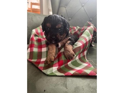 Safkan cavapoo yavrular