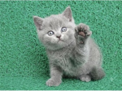 Erkek british shorthair