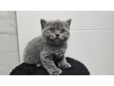 Scottish fold straight 55 günlük yavrular