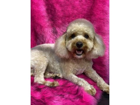 2 kardeş poodle sahiplendirme