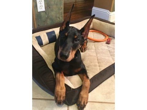 3 aylık estetikli ve 3 karma aşıları tamamlanmış doberman