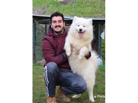 Kıf/fcı şecereli samoyed yavrular
