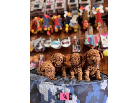 Muhteşem toy poodle bebekler