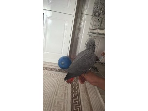 7 aylık jako kırmızı kuyruk jumbo boy