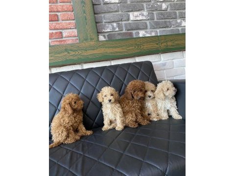Wc eğitimli toy poodle yavrular ankara mağazamızda 