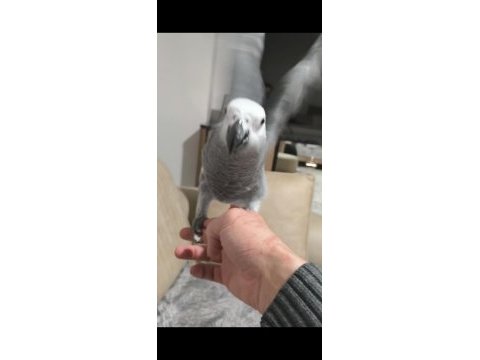 4 aylık evcil jako papağanı