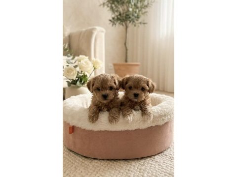 Birinci sınıf teacup maltipoo yavrular