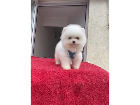 Ayı surat pomeranian boo yavrular