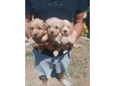 Maltipoo kalite yavrular ırk sağlık garantili
