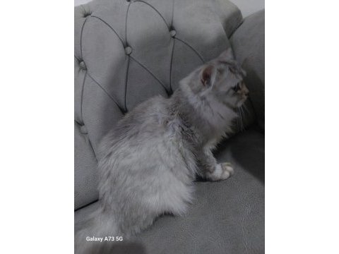British longhair dişi diye aldık erkek çıktı