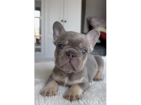 Şecereli egzotik french bulldog yavrular