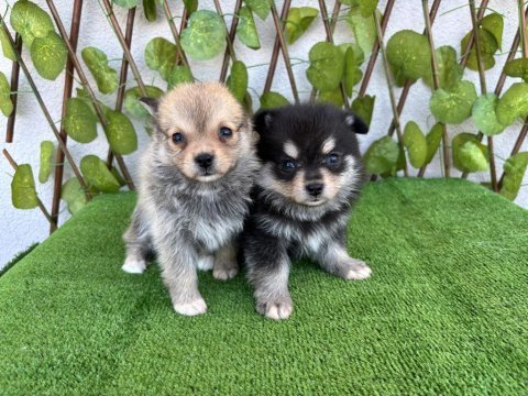 Spitz pomeranian