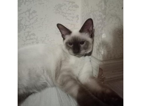 Mavi gözlü siyam kedilerimiz