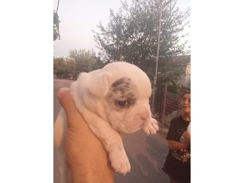 Irk güzeli bulunmayacak muhteşem french bulldog yavrular