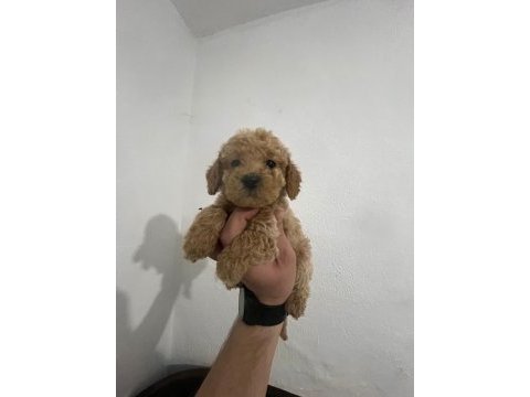 Birinci sınıf maltipoo bebekler
