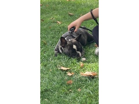 French bulldog kızımız