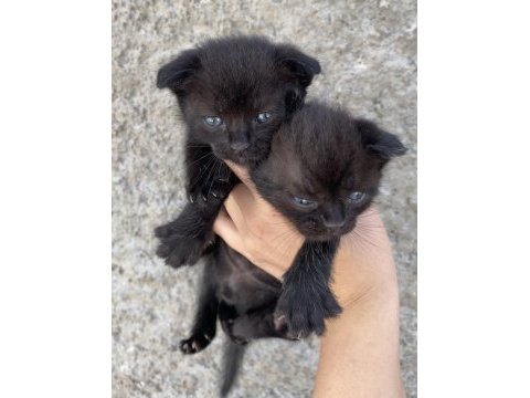 Acil sahiplendirme scottish fold yavru