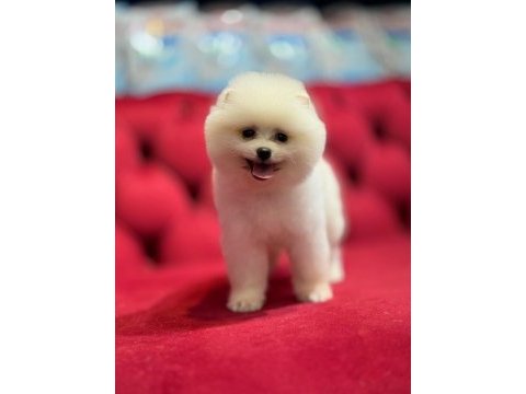 Gülen yüz pomeranian