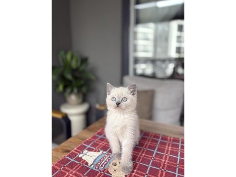 Brıtısh shorthair blue point yavrularım 