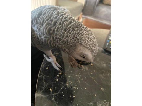 Sakin jako papağanımız uysal