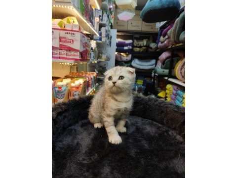 Sağlık ırk garantili scottish fold bebekler