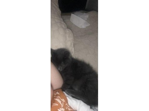 British shorthair 3 aylık kedimiz