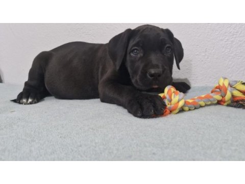 Saglık ve safkanlık garantılı şecereli cane corsolar