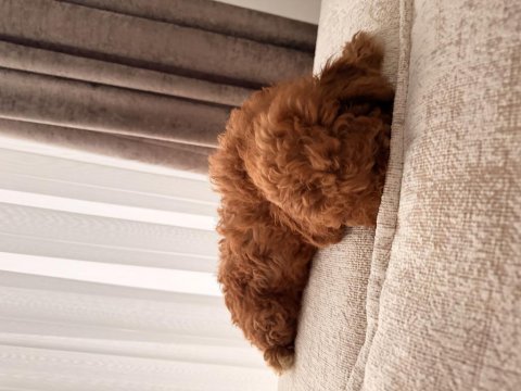 Acil satılık toy poodle