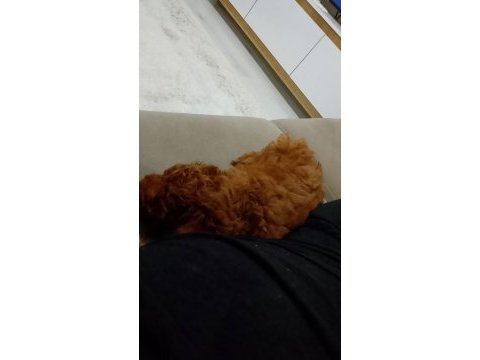 Poodle her ile gönderim vardır