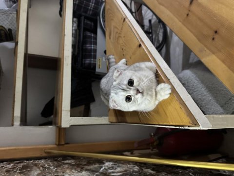 Efsane tatlı uygun scottish fold yavrular